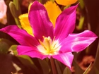 Różowy, Tulipan, Płatki, Pręciki