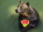 Niedźwiedź, Owoc, Woda