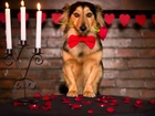 Pies, Roza, Walentynki, Miłosne