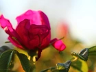 Róża, Kwiat, Liście