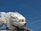 Pies, Hawańczyk, Wiatr