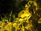 Żółte, Liście, Pnącza