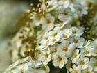Tawuła Van Houttea, Białe, Kwiaty, Krzew