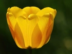 Żółty, Tulipan