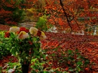 Jesień, Drzewa, Liście, Bukiet, Astry, Róże
