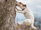 Pies, Jack Russell Terrier, Drzewo, Skok