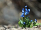 Cebulice Syberyjskie, Niebieskie, Kwiaty, Wiosna