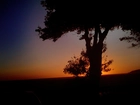 Zachód Słońca, Drzewo