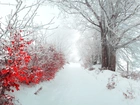 Droga, Śnieg, Drzewa