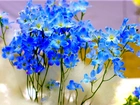 Niebieskie, Drobne, Kwiatki, Kwiatuszki