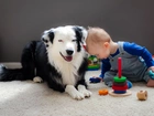Dziecko, Pies, Zabawki, Przyjaciele