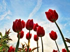 Czerwone, Tulipany, Na Tle, Nieba