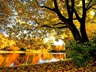 Jesień, Drzewa, Rzeka, Liście