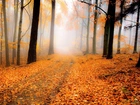 Las, Droga, Drzewa, Liście, Mgła, Jesień