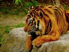 Tygrys, Bengalski, Skała