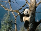 Panda, Drzewo
