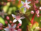 Kwiaty, Pszczoła, Makro