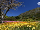 Wiosna, Wzgórza, Ogród, Botaniczny, Kirstenbosch