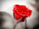 Róża, Kropelki, Rosa