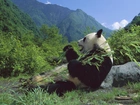 Panda, Posiłek, Góry