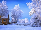 Zima, Dom, Ośnieżone, Drzewa