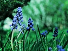 Niebieskie, Kwiaty, Szafirek, Zieleń