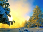 Zima, Śnieg, Drzewa, Słońce