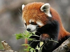 Panda, Czerwona, Liście, Drzewo