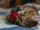 Kotek, Czerwona, Róża