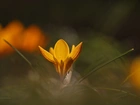 Żółty, Krokus, Kwiat