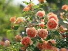Herbaciane, Róże, Krzew, Ogród
