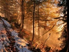 Jesień, Las, Mgła, Przyprószony, Śnieg