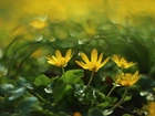 Ziarnopłon Wiosenny, Żółte, Kwiaty