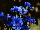 Kwiaty, Bukiet, Niebieskie, Chabry