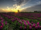 Fioletowe, Tulipany, Zachód słońca