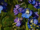 Kwiaty, Niebieska, Ostróżka, Krople