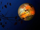 Noc, Planeta, Księżyc, Drzewo, Gałęzie