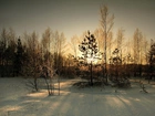 Zima, Drzewa, Przebijające, Światło