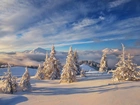 Zima, Góry, Drzewa