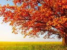 Jesień, Drzewa, Liście, Pole, Trawa