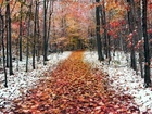 Jesień, Las, Droga, Liście, Śnieg