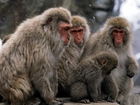 Małpy, makak, japoński