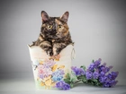 Kot, Pojemnik, Kwiaty