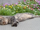 Kot Śpi, Kwiaty