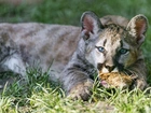 Dziki Kot, Puma