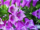 Naparstnica Purpurowa, Kwiat, Makro
