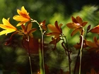 Lilie, Żółte, Kwiaty