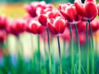 Czerwone, Tulipany, Rozmycie