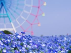 Niebieskie, Kwiaty, Karuzela