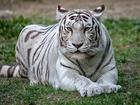 Leżący, Biały, Tygrys